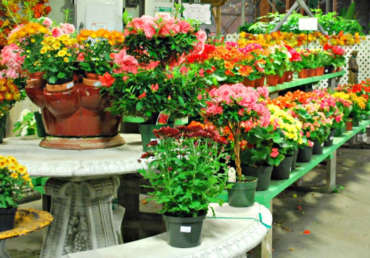 Flower Plant Supply